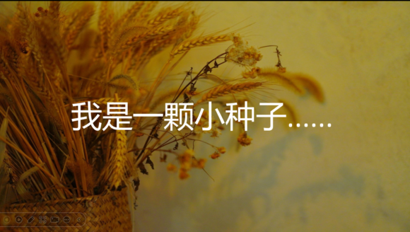 曼佤寻种记：当山花遇上种子，听生命拔节的声音